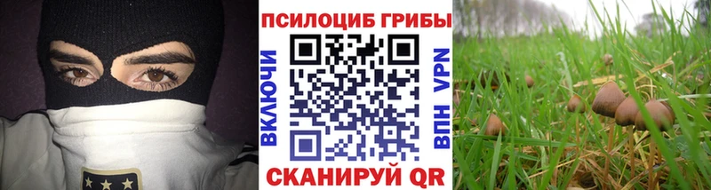 Псилоцибиновые грибы Cubensis  Тосно 